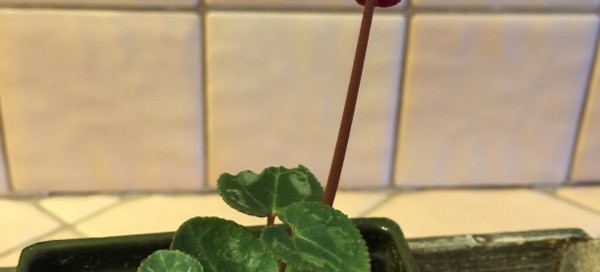 Cyclamen