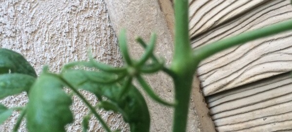 Tomato Flower