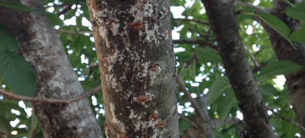 Scale Or Mealy Bug On Cherry