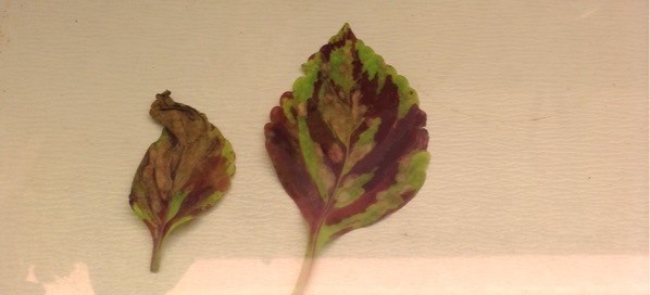 Coleus Issue