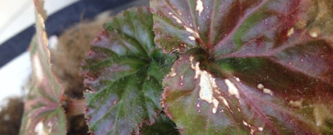 Begonia Leaf Damage