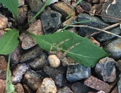 Grass Spider