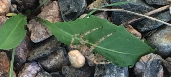 Grass Spider