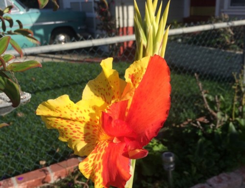 Canna Lily