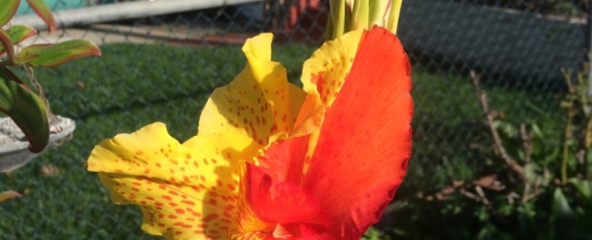 Canna Lily