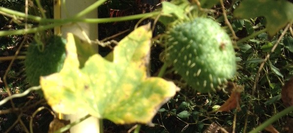 Wild Cucumber