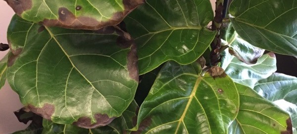 Fiddle Leaf Fig Problem