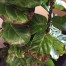 Fiddle Leaf Fig Problem