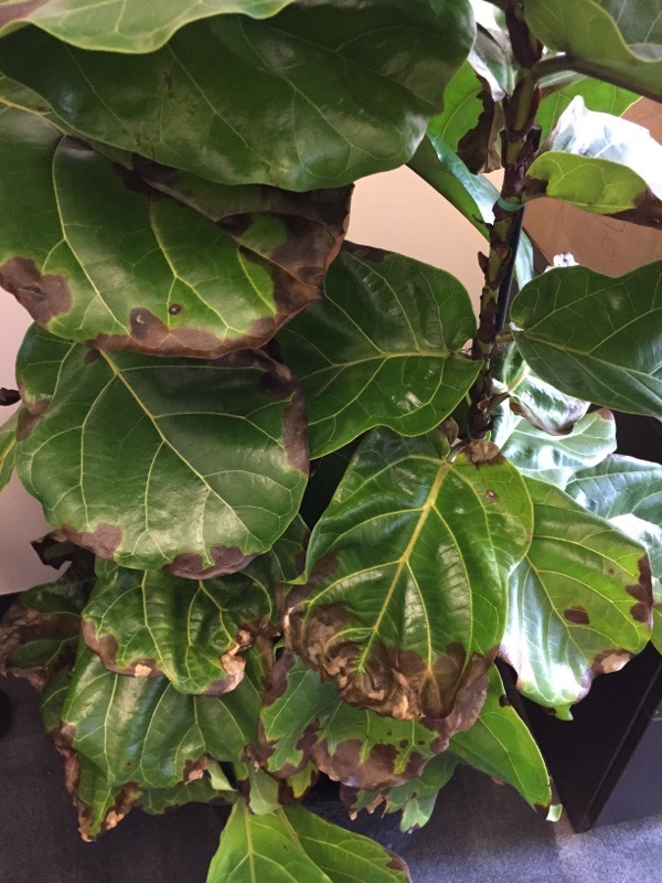 have tillid Kan ikke lide 945 Fiddle Leaf Fig Problem