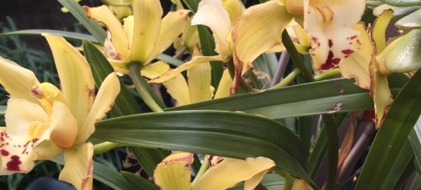 Cymbidium Orchid