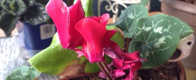 Cyclamen