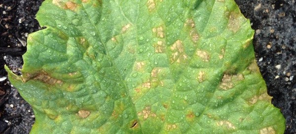 Classic Downy Mildew On Cucumber