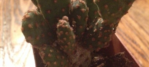 Mini Cinnamon Cactus