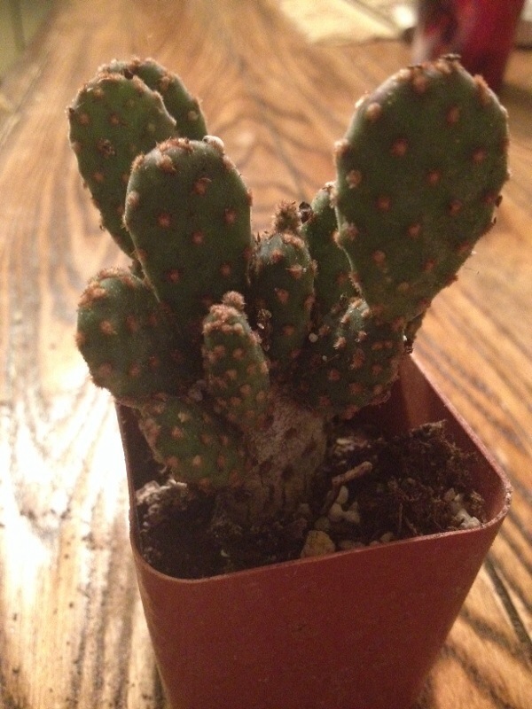 Mini Cinnamon Cactus