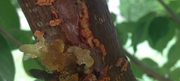 Japanese Cherry Tree Bleeding