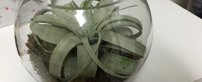 Tillandsia Xerographica