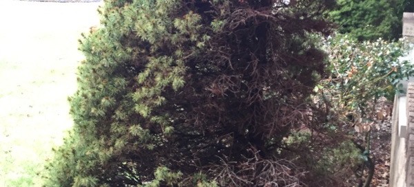 Problems With Dwarf Alberta Spruce