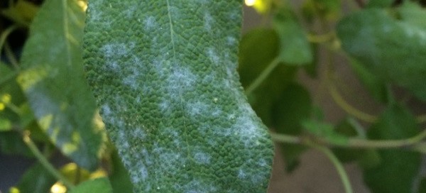 Powdery Mildew