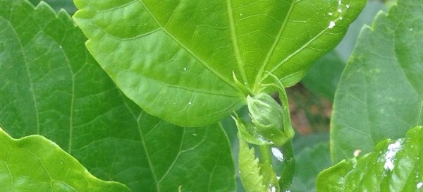 Mealybugs
