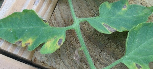 Bacterial Leaf Spot Or Tomato Leaf Spot