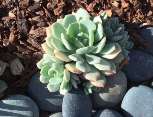 Painted Lady Echeveria