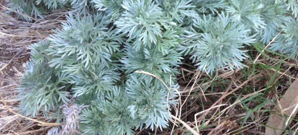 Silver Mound Artemisia