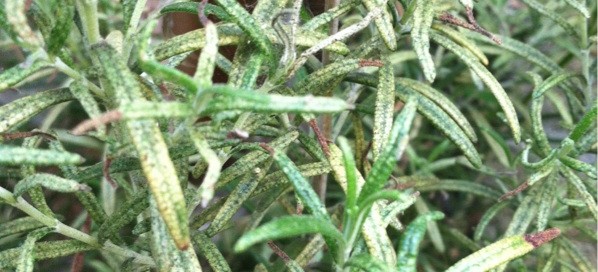 Spider Mites