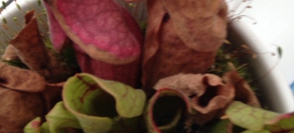 Pitcher Plant