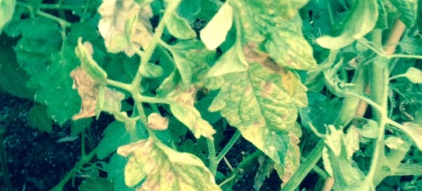 Tobacco Mosaic Virus On Tomato