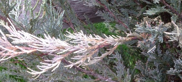 Juniper Damage