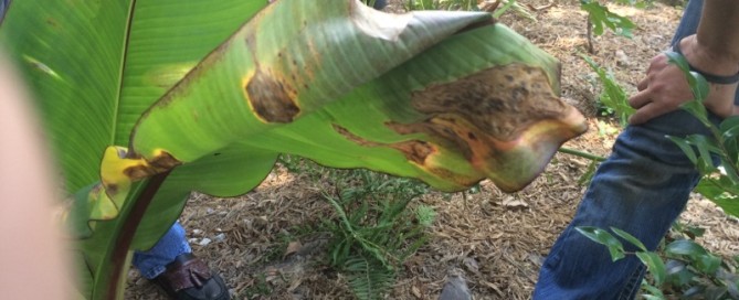 Leaf Spot On Canna