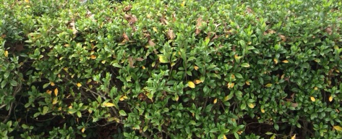 Gardenia Problem