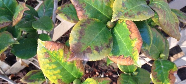 Nutrient Deficiency In Camellias