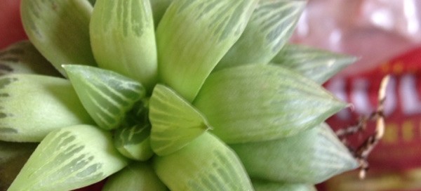 Haworthia Turgida