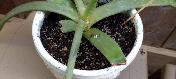 Aloe Vera Color Change