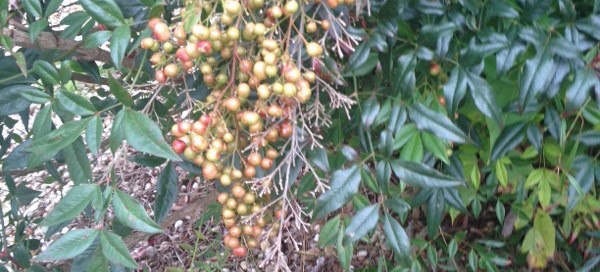 Nandina Heavenly Bamboo