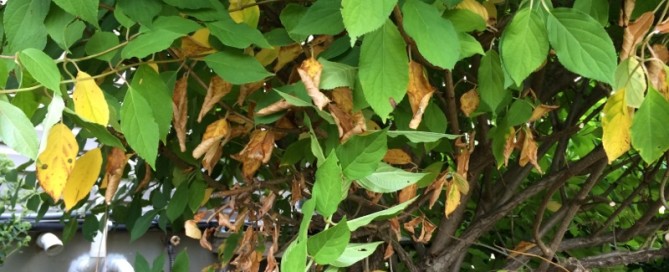 Hydrangea Leaf Discoloration