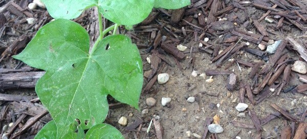 Wild Cucumber