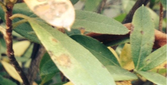 Azalea Leaves Yellowing
