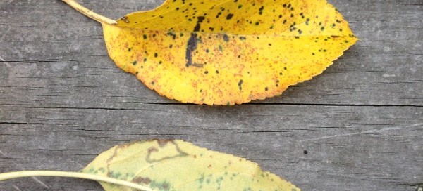 Leaf Spot