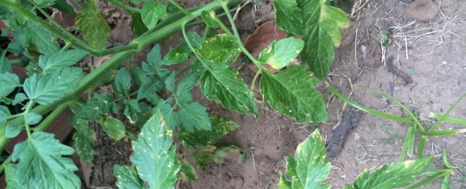 Nutrient Deficiency Or Pest