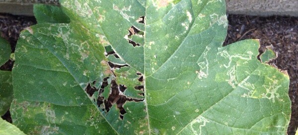 Leaf Miner