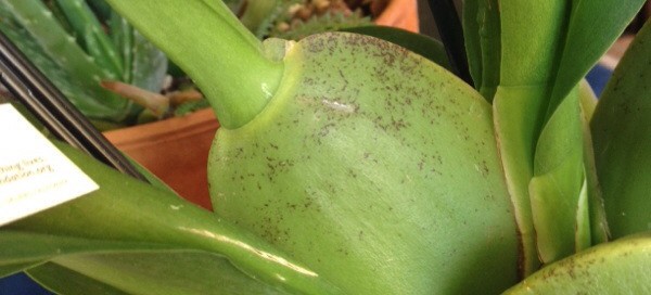 Phyllosticta Leaf Spot