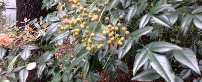 Nandina Heavenly Bamboo