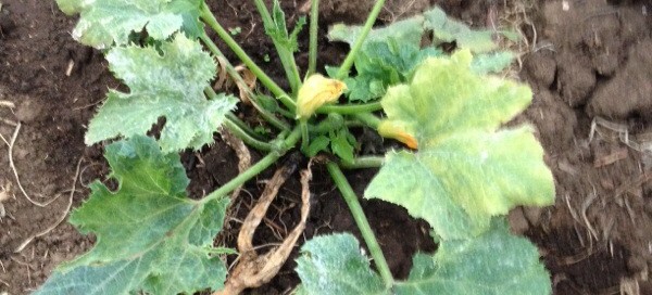 Powdery Mildew On Zucchini