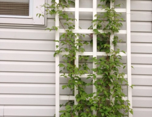 Clematis Cultivar Not Blooming