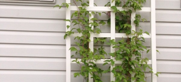 Clematis Cultivar Not Blooming