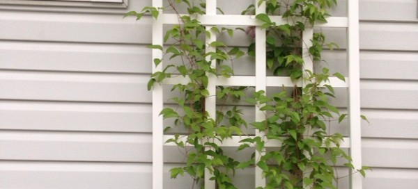 Clematis Cultivar Not Blooming