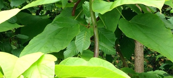 Catalpa