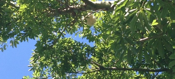 Floss Silk Tree